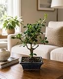 Carmona microphylla Bonsai ca. 20 cm – Fukientee Zimmerbonsai immergrün, dekorative Indoor-Pflanze mit glänzenden Blättern, pflegeleicht für Wohnzimmer, Büro & Geschenkidee