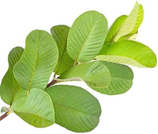 Fresh guava leaves Fresh Guava leaves have an excellent medicinal property in treating inflammatory acne, scars, spots 100grms