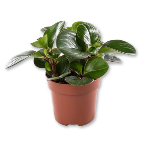 Peperomia Obtipan Green Live Starter Plant