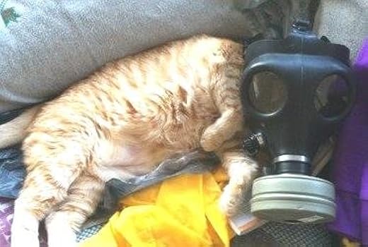 NATO軍用NBCガスマスク 交換可能フィルター付き 収納バッグ付き 51u1DFcC5jL.jpg