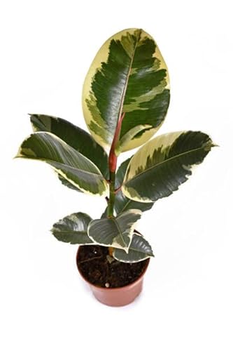 Ficus Elastica Tineke Natural Árbol de Grandes Hojas Ovaladas