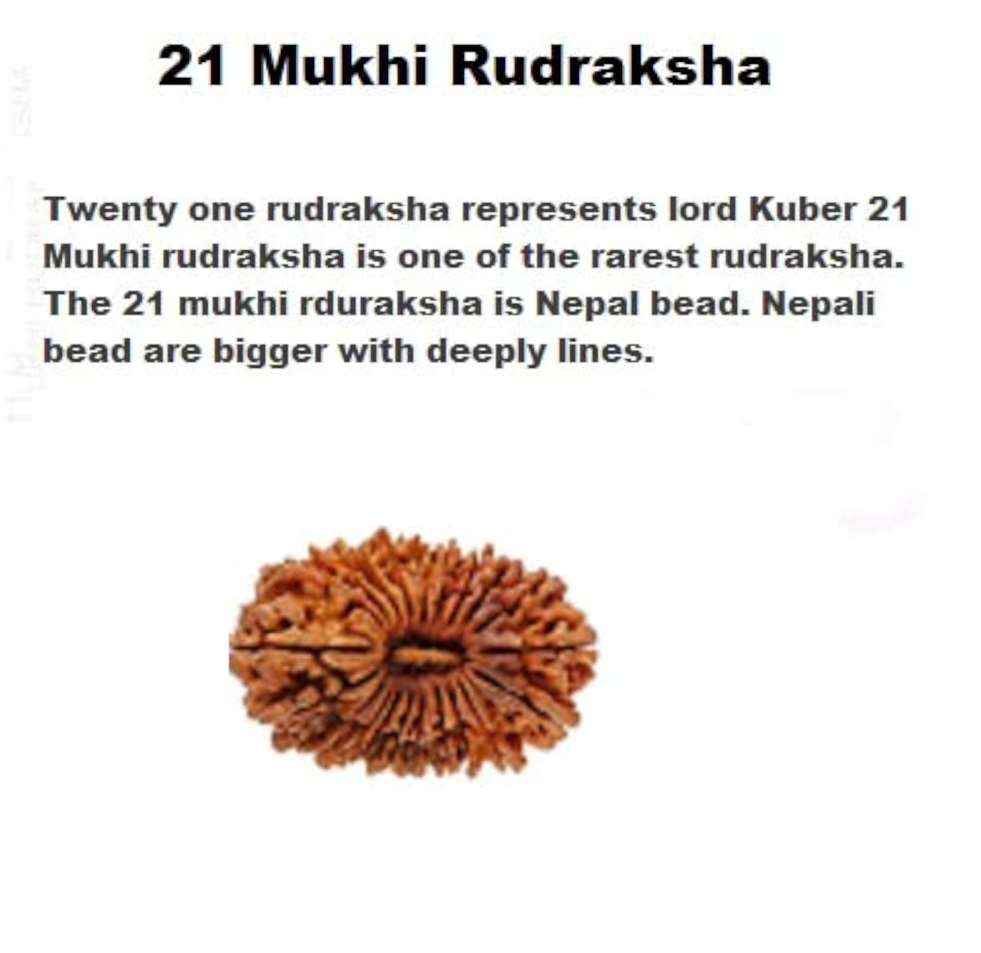 21 Mukhi Rudraksha Original Certified Nepali Bead with Capping