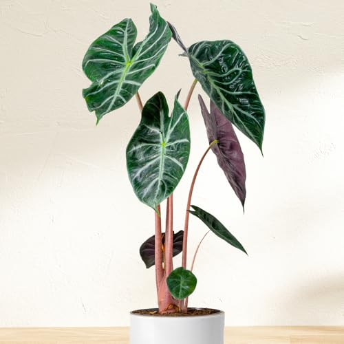 Image of YouGarden Alocasia 'Pink Dragon', 1 x Established Plant 12cm Pot, Glossy Foliage, Pink Stems, Indoor Colour