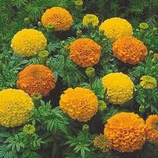 See full amazon price history chart for Mphmi Store Nursery Plant Marigold Pusa Navrangi - Desi Flower Plants Zendu,Marigold, Genda, Sanarei, Jhenduphool, Gondephool, Chenna Mallige Mphmi Store Nursery Plant Marigold Pusa Navrangi - Desi Flower Plants Zendu,Marigold, Genda, Sanarei, Jhenduphool, Gondephool, Chenna Mallige (B09Z8W7LLX) Amazon Price History, Amazon Price Tracker