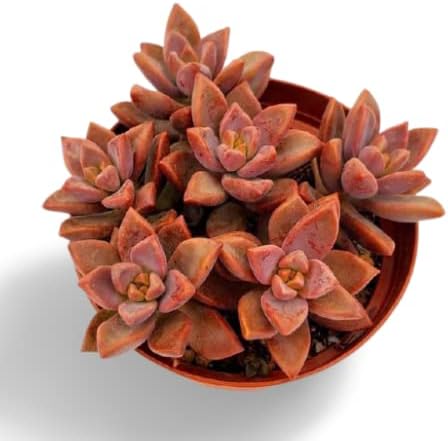 OhhSome Succulent Plant Graptosedum Alpenglow Succlent For Terrarium Live - Balcony|Bedroom|Balcony Garden|Decoration (Healthy Plant)
