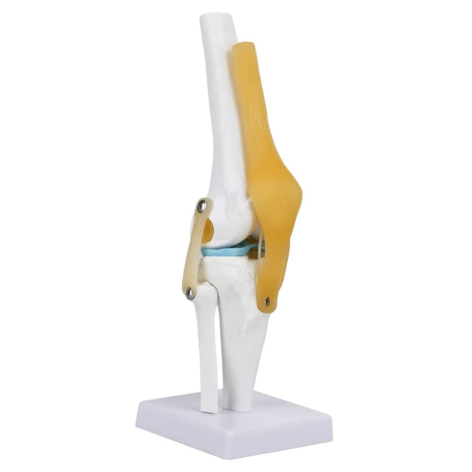 Buy iksvmsis Knee Models For Anatomy, Human Knee Joint Anatomy Model