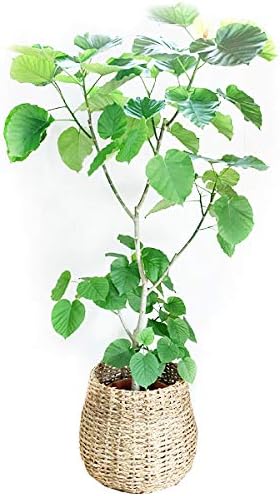 Amazon Co Jp フィカス ウンベラータ ゴムの木 １０号 手編みバスケット付き 大鉢 観葉植物 大型 インテリア １０号鉢 尺鉢 Diy 工具 ガーデン