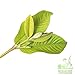 Yerbero - Whole Dried Guava Leaf | 8oz (226g) 80-120 Leaves - 60-70 Cups | (Te Hojas De Guayaba Enteras) | Crafted By Nature | Wildcrafted | All Natural Loose Laves Tea | Non-GMO | Caffeine free.