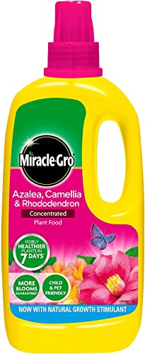 3 X Miracle-Gro Azalea, Camellia and Rhododendron Liquid Plant Food Bottle, 1 L