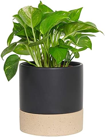 money tree potting mix Money Tree Imperial Potting Soil Mix Mini Bag