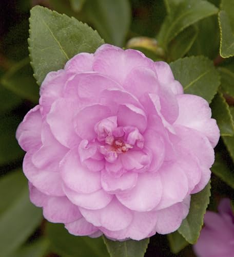 October Magic Perplexion Camellia (2 Gallon) Flowering Evergreen Shrub with Pink Blooms - Full Sun