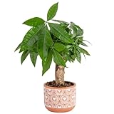 Costa Farms Money Tree Live Indoor Plant...