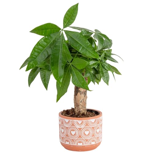 Costa Farms Money Tree Live Indoor Plant, 10 Inches Tall,