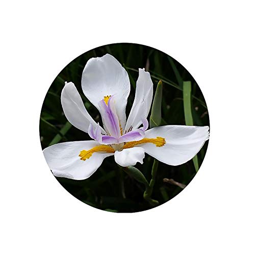 African Japanese Iris Fortnight Lily Dietes Vegeta
