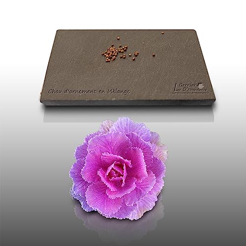 30 graines Fleurs à semer - Le Grenier d'Abondance - CHOU D'ORNEMENT - Brassica oleracea var acephala