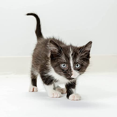 Kmr Kitten Milk Replacer Powder - Prebiotics And Probiotics - Newborn To Six Weeks - Kitten Formula - 5 Lbs With 100Ct Pet Wipes #TOP3