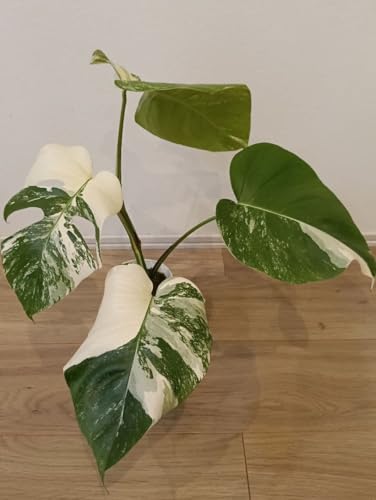 モンステラ ホワイトタイガー」の人気商品一覧 | 安い商品を通販サイト