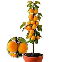 Kolomfruitbomen: fruit voor een kleine tuin of terras