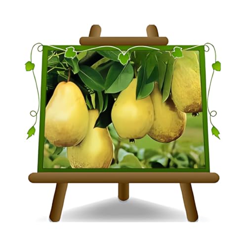 poirier poires doyen du rassemblement plante fruitière vieux sur un pot de 26 max 200 cm - 4 ans