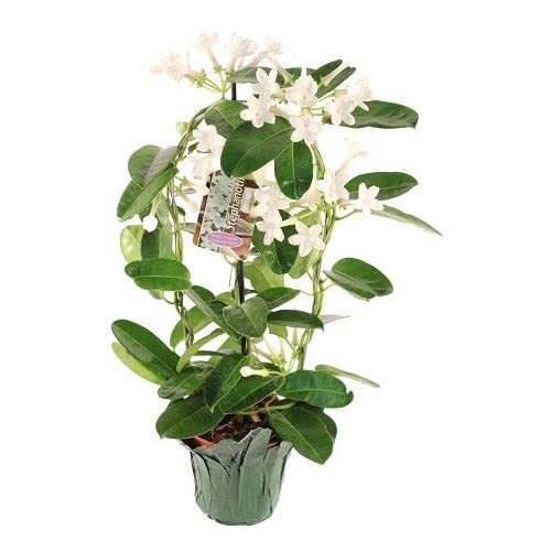 Planta de Interior Natural Jazmín de Madagascar