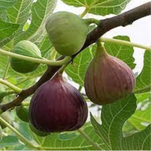 Image of Nutfino Afghani Anjeer (Dried Figs) - Natural, Sun-Dried, Handpicked | Rich in Fiber, Calcium & Antioxidants | Healthy Dry Fruit Snack (450gm)