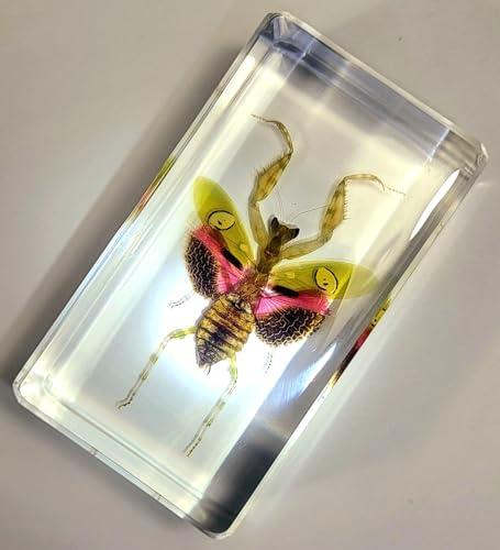 Image of 2.9 inch Real Jeweled Flower Mantis in Crystal Clear Lucite Resin Specimen Preserved Creobroter Gemmatus Insect Taxidermy Collection for Biology Science Education & Desk Ornament Display