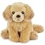 Goldie Golden Retriever 13