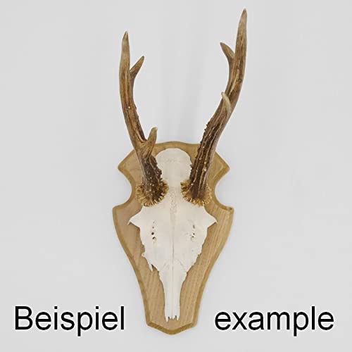 Targhette Trofei Caccia 5 Pezzi - Legno Rovere Chiaro Con Scomparto Mascella, Per Caprioli E Cervi