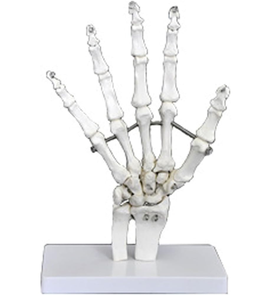 Modelos de articulaciones humanas con pantalla de esqueleto, mano, pie, hombro, rodilla, cadera, codo, modelo anatómico para educación médica y entrenamiento