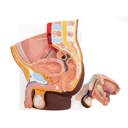 3B Scientific Männliches Becken Modell, 2-teilig, dunkle Hautfarbe - 3B Smart Anatomy