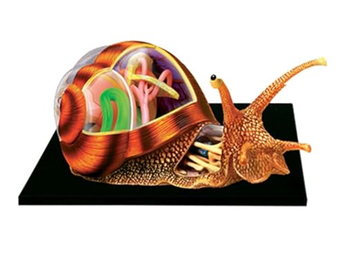 Snails Anatomy Model, Simulation Puzzle Assembly Toy, 32 Detachable Parts for Insect Biology Organ Puzzle Assembly for Teaching Study.