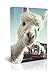 Produktbild Yangxiaolei Lustiges Tier neugieriges Alpaka Leinwandbild Wandbild Bilder Poster Poster Set Leinwand Bilder Wanddeko Wohnzimmer | Wanddeko Schlafzimmer Fotowand 40x60cm(16x24in) Gerahmt
