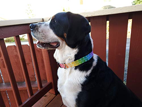 Buttonsmith Rainbow Dots Dog Collar - Made In The Usa - Fadeproof Permanently Bonded Printing, Military Grade Rustproof Buckle, Choice Of 6 Sizes #TOP4