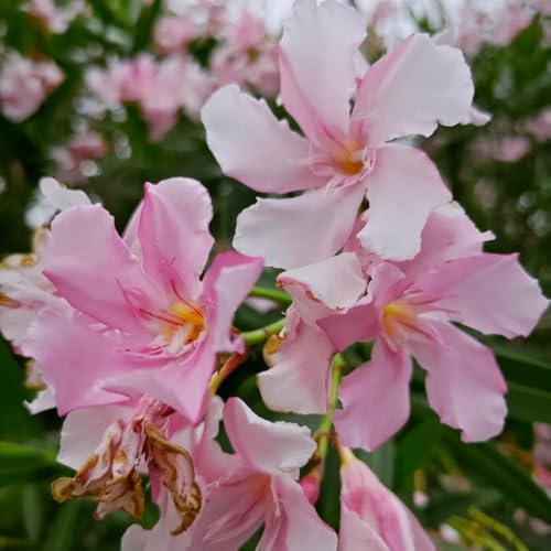 semillas de adelfa, exterior Adelfa Nerium, variedades antiguas jardín raras para lugares soleados semillas arbustos jardín 20pcs