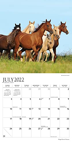 Magnificent Horses | 2023 12 X 24 Inch 18 Months Monthly Square Wall Calendar | Foil Stamped Cover | July 2022 - December 2023 | Browntrout | Animals Equestrian #TOP2
