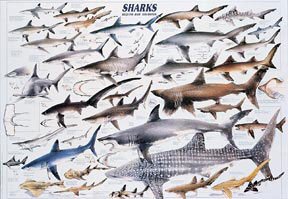 SciEd Sharks Poster