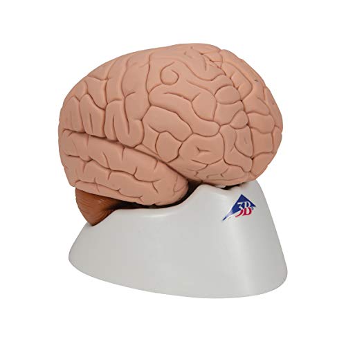 3B Scientific C15 Introductory Brain 2-part - 3B Smart Anatomy by 3B Scientific - Image 2