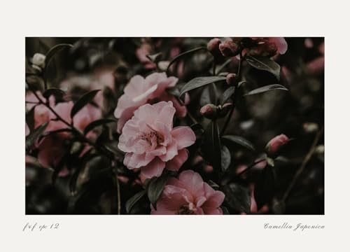 Camellia
