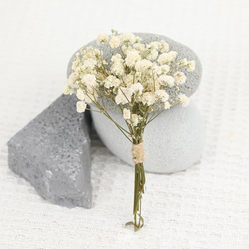 Set de 50 tallos de Gypsophila seca para decoración miniatura 3