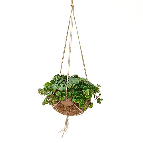 exotenherz - Kokodama Tornado Sedum dans un récipient en noix de coco à suspendre 15 cm