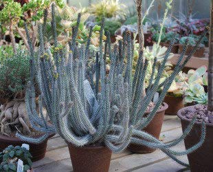 Euphorbia baioensis 1 Live Plant from GREEEN Earth