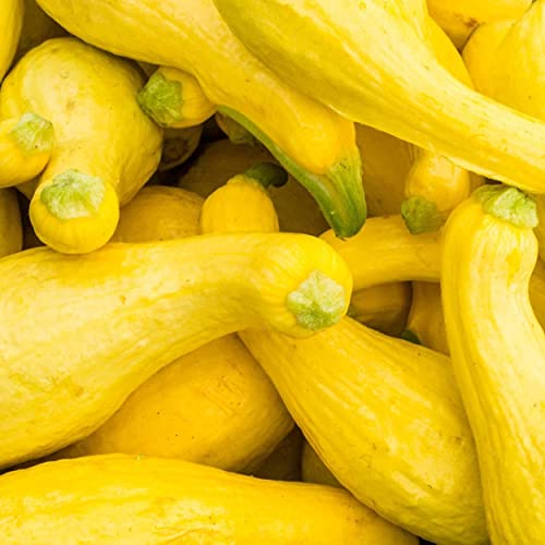 The Old Farmer's Almanac Heirloom Summer Squash Seeds (Yellow Crookneck) - Approx 70 Seeds - Non-Gmo, Open Pollinated, Usa Origin #TOP5