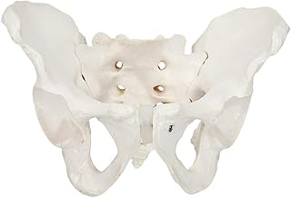 UKCOCO Mannequin Female Pelvis Model Skeleton Models: Anatomical Female Pelvis of Human Anatomy for Science Classroom Study Display Teaching Models Child Mannequin