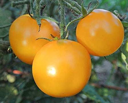 Golden Hills Farm Yellow Tomato Exotic Kitchen Garden Vegitable Seeds 100 seeds