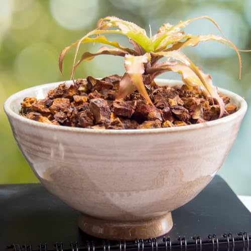 Muda Bromélia Cryptanthus Cafe Au Lait