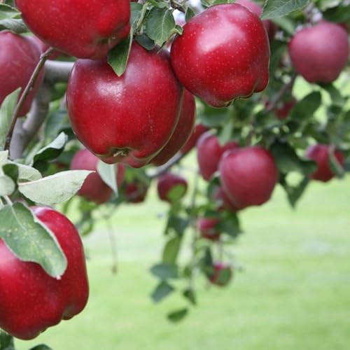 TriStar Plants - Red Delicious Apple Tree - 1 Gallon Trade Container, Live Plant, Healthy Roots, Semi Dwarf, Malus Domestica, Winter Fruit, Fruit Tree