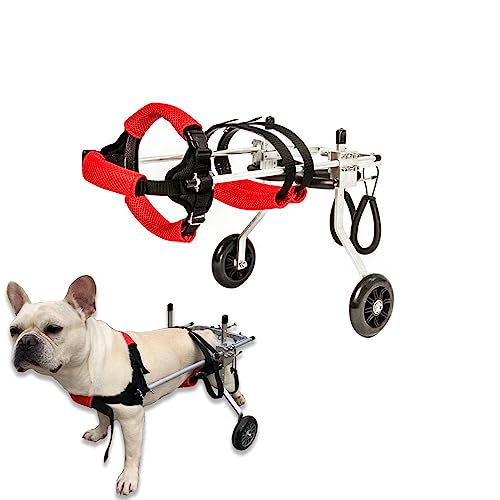 Fauteuil roulant pour pattes arrières de chat rééducation légère