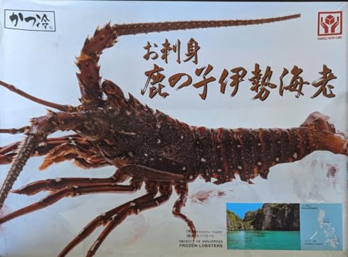 �t�B���s���Y ���h�g���̎q �ɐ��C�V 1�� ��80-100�� �Ⓚ �Ɩ��p