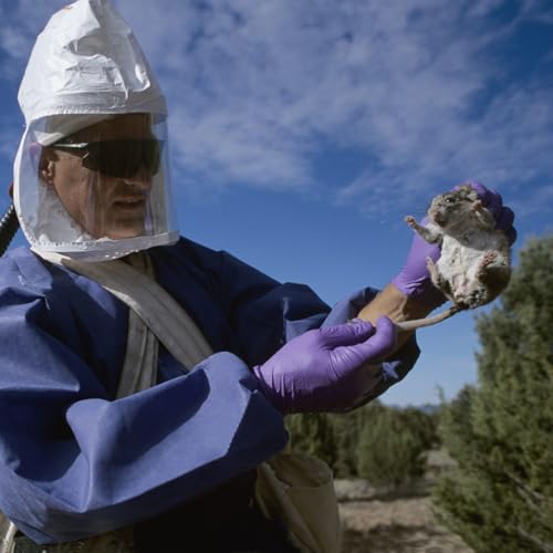 Hantavirus: Von M&auml;usen zu Menschen