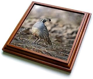 8x8 Trivet with 6x6 Ceramic Tile - Washington State. A Male California Quail. Potholes State Park. Birds